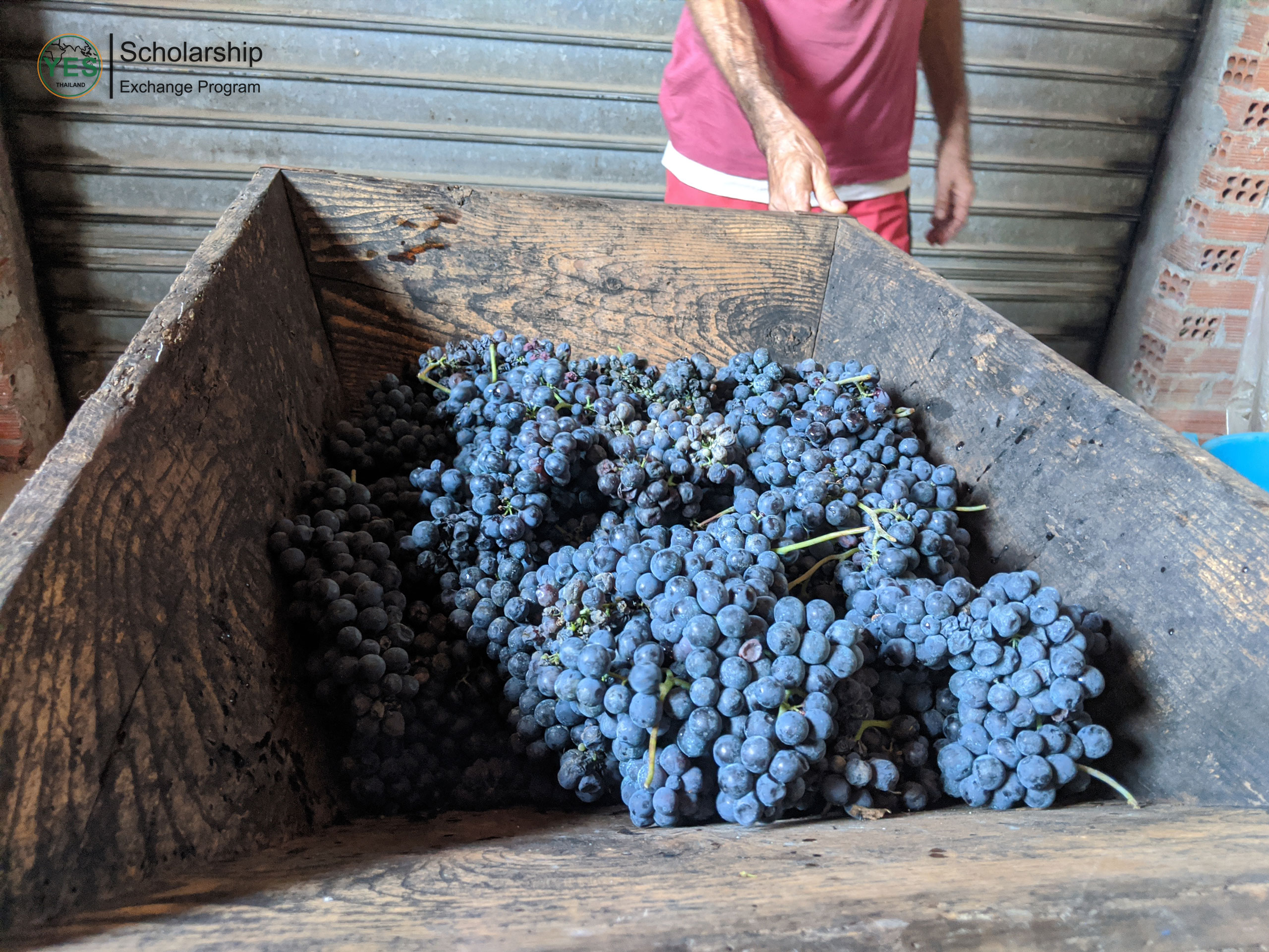 ทุนแลกเปลี่ยนภาษาและวัฒนธรรม